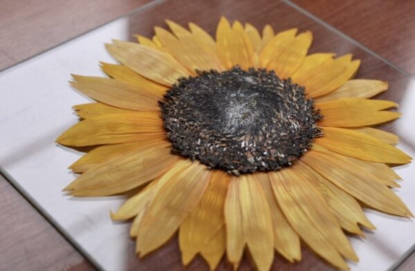 Sunflower - Image 3
