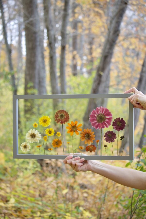 Zesty Zinnias - Image 4