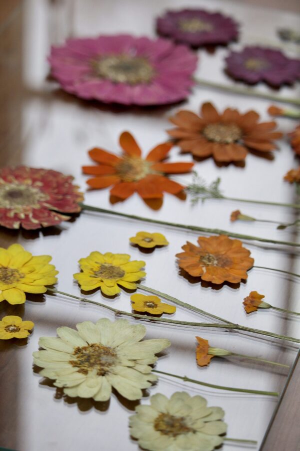 Zesty Zinnias - Image 2