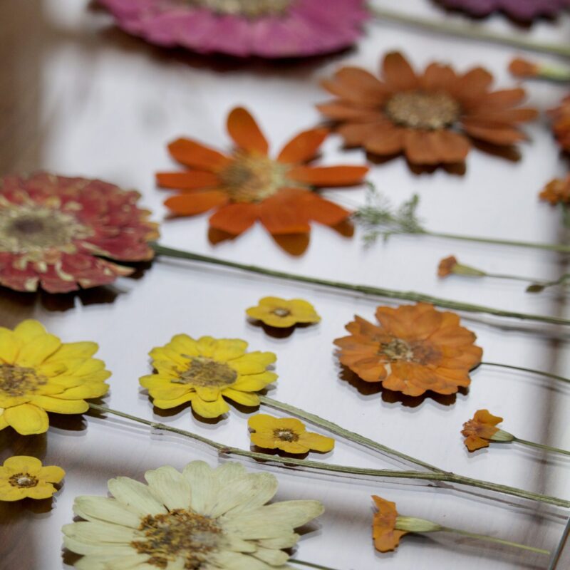 Zesty Zinnias