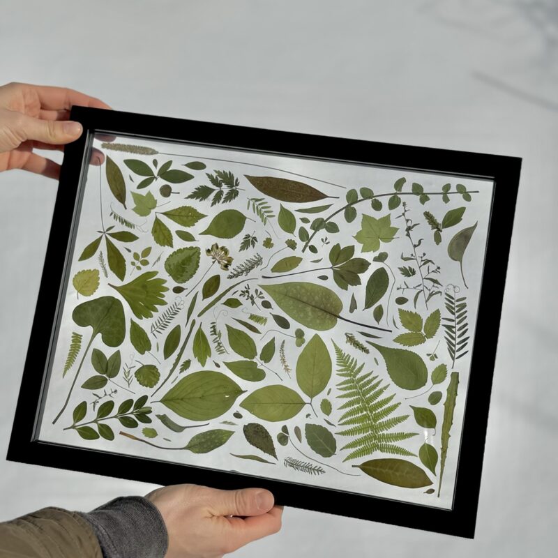 Green Leaves